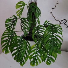 Monstera subsp. Esqueleto epipremnoides Ableger Steckling no Pflanze Variegata 
