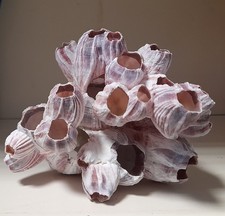 Seepocken / Aquarium Deko