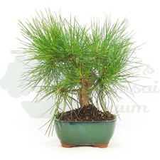 BONSAI Japanische Schwarzkiefer 'Pinus thunbergii' Winterhart & Pflegeleicht