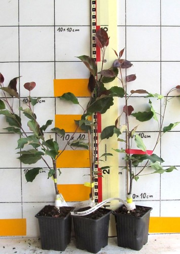 Malus hybr rudolph - x, hybr.