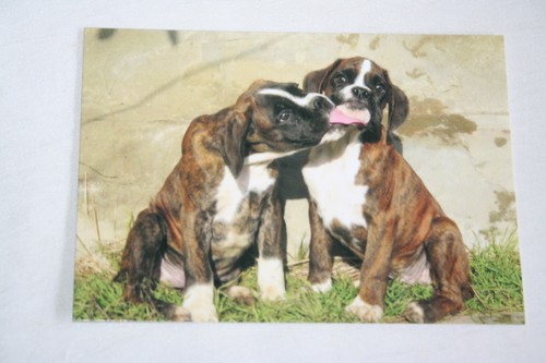 Hunde postkarte von poster xxl - hunde,