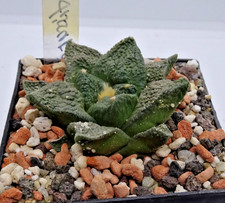 Kakteen – Kaktus –