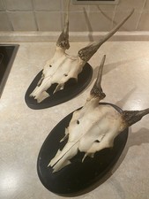 Rotwild Hirsch Rothirsch