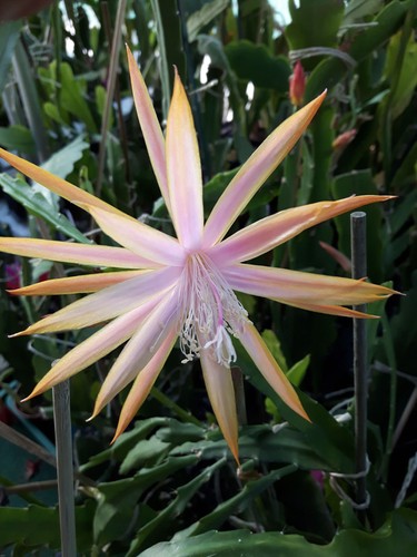 Epiphyllum blattkakteen - epiphyllum,