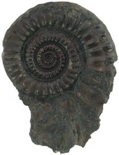 Lias  Crucilobiceras