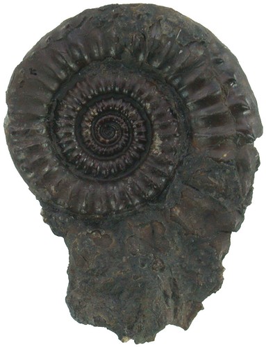 Lias crucilobiceras - lias,