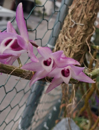 Dendrobium parishii in - dendrobium, –