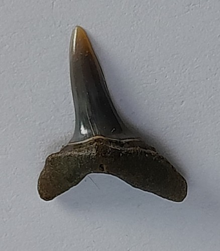 Isurolamna affinis fossiler