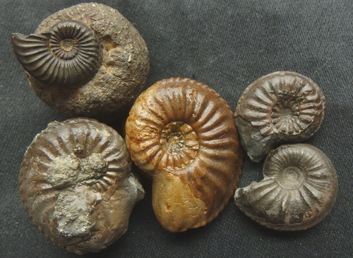 Fossilien ammonit jura - fossilien, lias