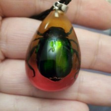 Grün schillernder Skarabäus