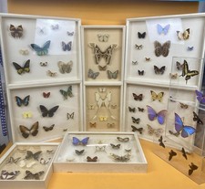 Schmetterling 11 Schaukästen