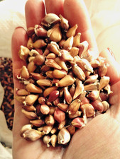 2 x 100 Stk. Knoblauch-Brutzwiebeln , Samen Ljubascha & Lydia