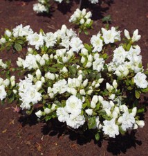 Japanische Azalee Eisprinzessin® 40-50cm - Rhododendron obtusum 