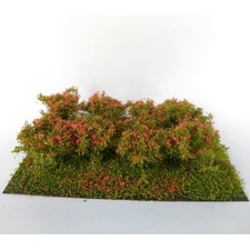 Sträucher rot blühend