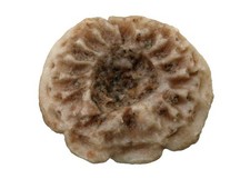 Perm paracatillocrinus - perm,