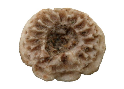Perm paracatillocrinus - perm,