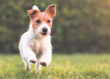 ****  Jack  Russel Terrier   Postkarte  *  Postcard