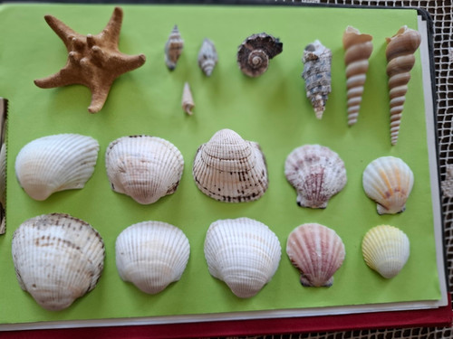 Meeresmuscheln schnecken - 18, meeresmuscheln-schnecken