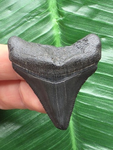 Schwarzer zahn des - 4,6,