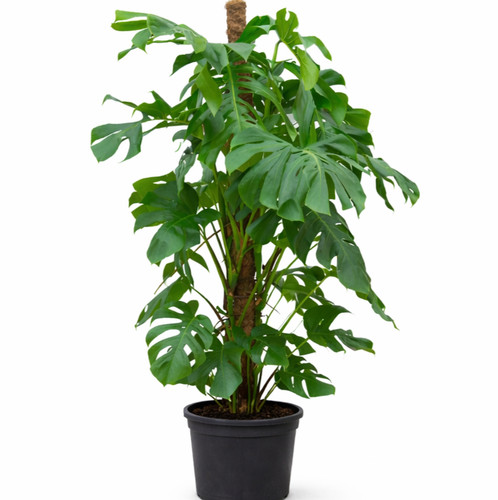 Monstera deliciosa xxl - monstera, 140cm