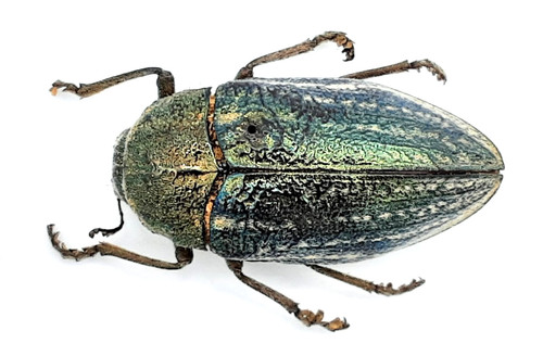 Buprestidae julodis a2 - sp.,,