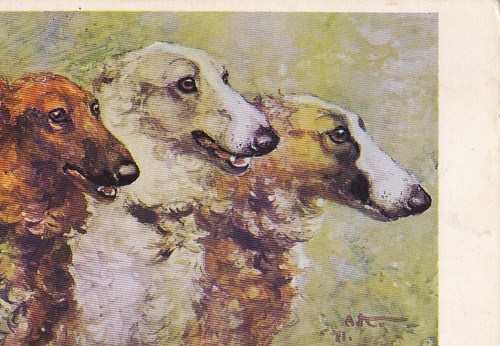 Windhund levrier - , *