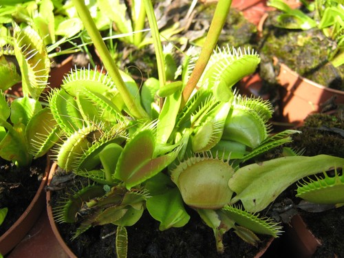 Samen dionaea muscipula - 10,