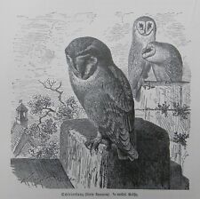 SCHLEIERKAUZ  Stryx  EULE Kauz  OWL  Holzstich  1891 Vogel Raubvogel