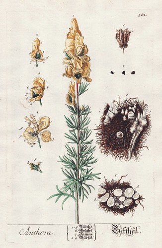 Anthora eisenhut monkshood - eisenhut,