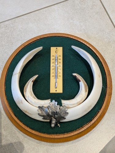 Wanddeko jagd trophäe - wanddeko,