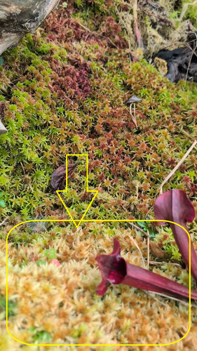 Kg lebendes sphagnum - 🌱,