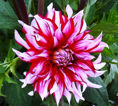 Dahlien - @, (◕‿◕)\@