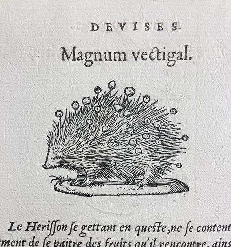 Igel 1557 pferd reiten - igel,