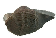 Kambrium  Hydrocephalus carens