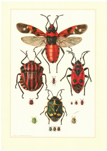 Feuerwanze ritterwanze lygaeus - feuerwanze,