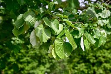 Tilia tomentosa / Silberlinde