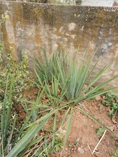 Palmlilie, Pflanze ,  weiß,  Ableger, 2 Stück