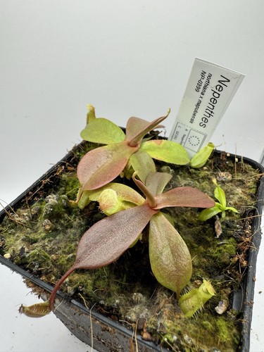 Nepenthes northiana - , x