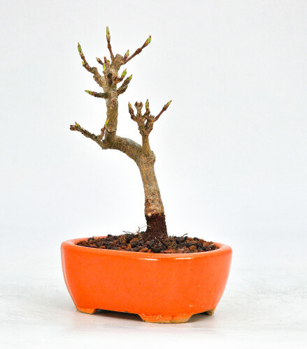 Bonsai dreispitzahorn acer - bonsai,