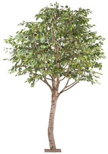 Ficus Benjamina 260x200cm