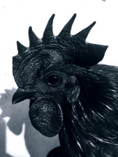 Ayam Cemani, 10 Eier, keine