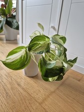 Scindapsus Manjula Pflanze in Hydrokultur Mineralisches Substrat 