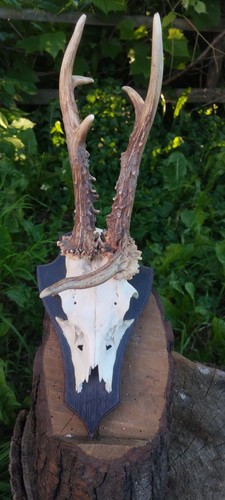 Kapitale rehbock trophäe - rehbock,