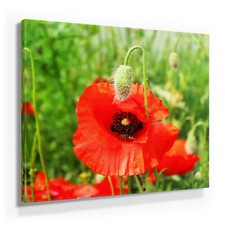 Wunderschöne Mohnblumenbilder