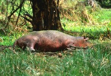 1 AK Postkarte Hippo