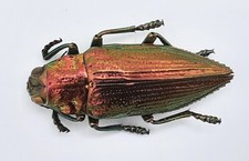 Buprestidae, Chrysodema