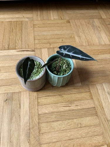 Alocasia bambino jungpflanzen - bambino,