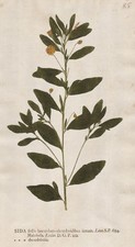 Sida rhombifolia Pfeilblatt