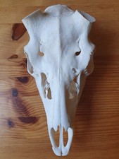 Damhirschschädel Damwild