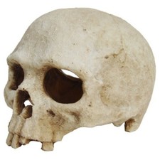 Lucky Reptile Deco Skull